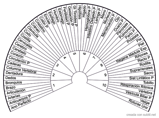 Anatomía con Péndulo Hebreo