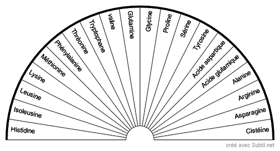 Acides aminés