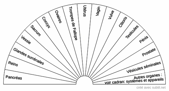 Organes du corps humain 3