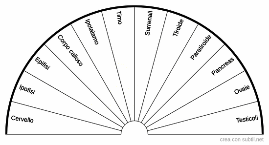 Sistema endocrino