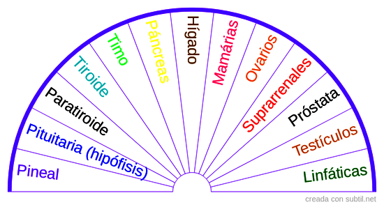 Glándulas