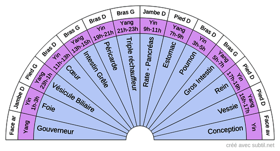 Méridiens du corps humain