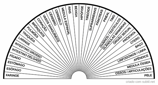 Órgão(s) e/ou glândula(s)