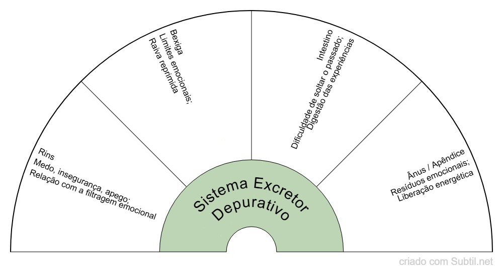 Sistema excretor / depurativo