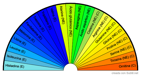 Aminoácidos necesarios para un buen metabolismo