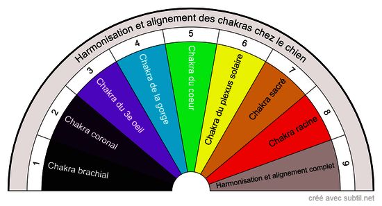 Harmonisation et alignement des chakras chez le chien