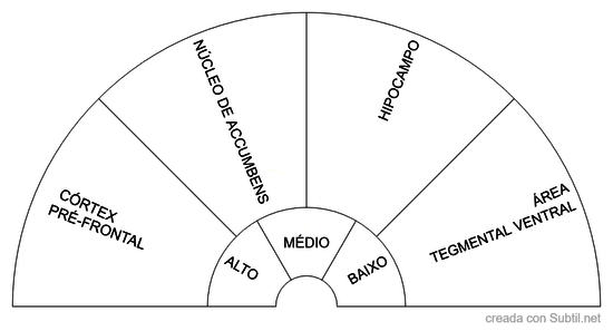 Partes del cerebro