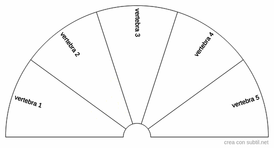 Vertebre specifiche sacrali