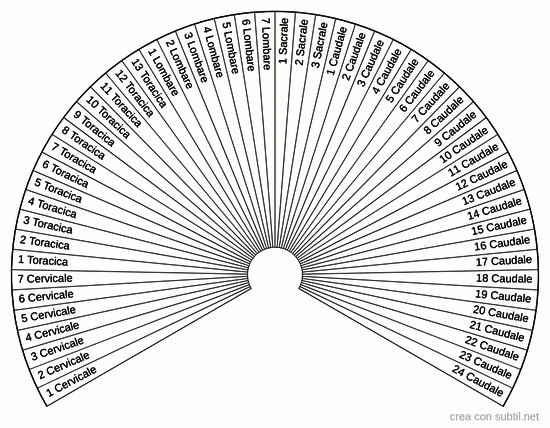 Colonna vertebrale del gatto