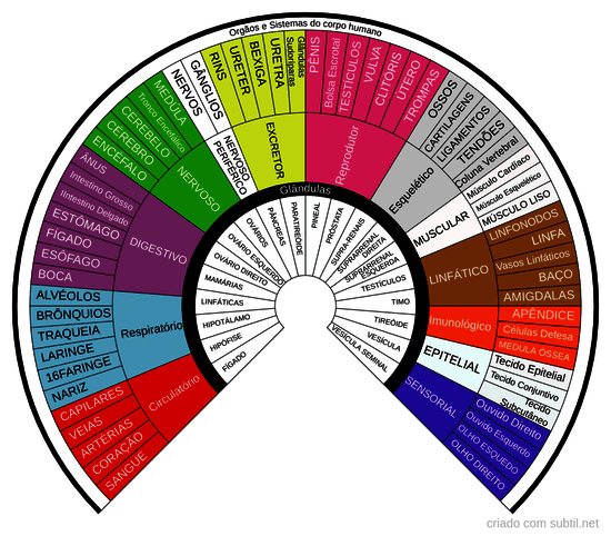 Órgãos, sistemas e Glândulas dos corpo humano