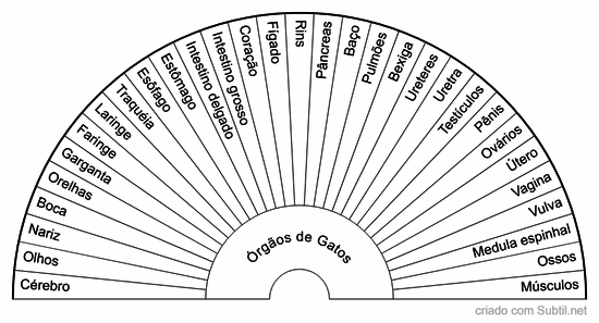 órgãos de gatos