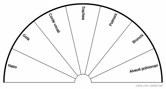 Apparato respiratorio