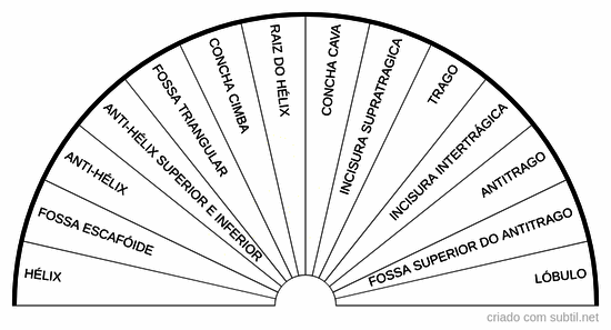 Anatomia do pavilhão auricular