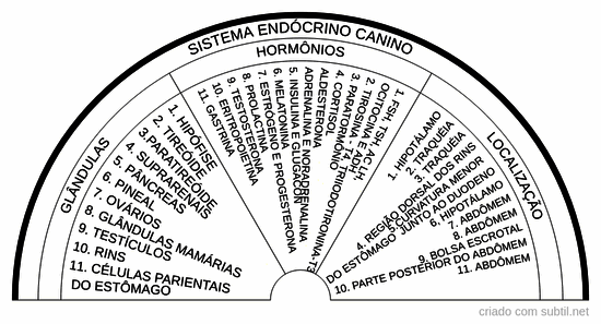 Sistema endócrino dos caninos