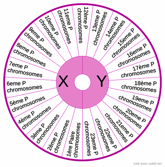 Les chromosomes 