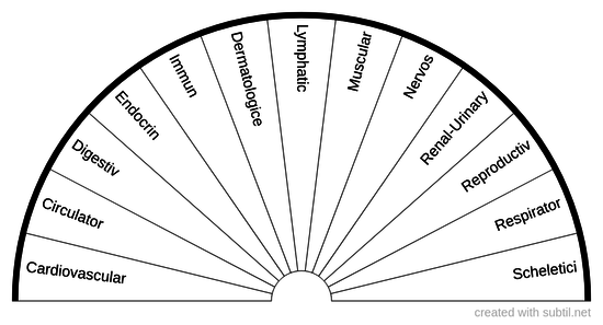 Anatomie