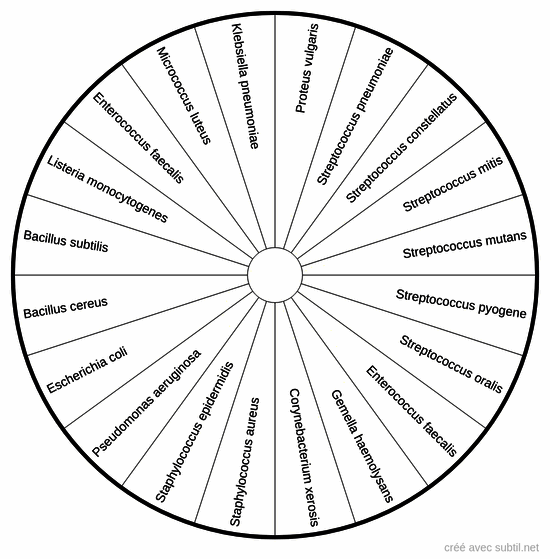 Bactéries à Gram positif