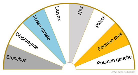 Système respiratoire