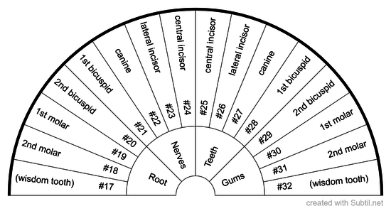 Lower teeth