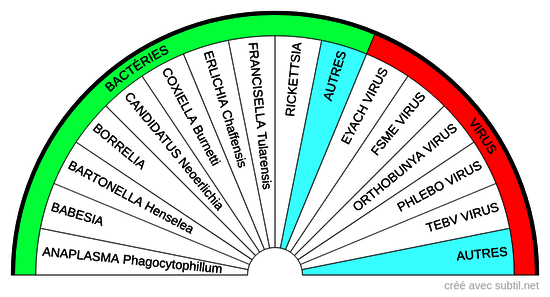 Bactéries et virus transmis par les tiques