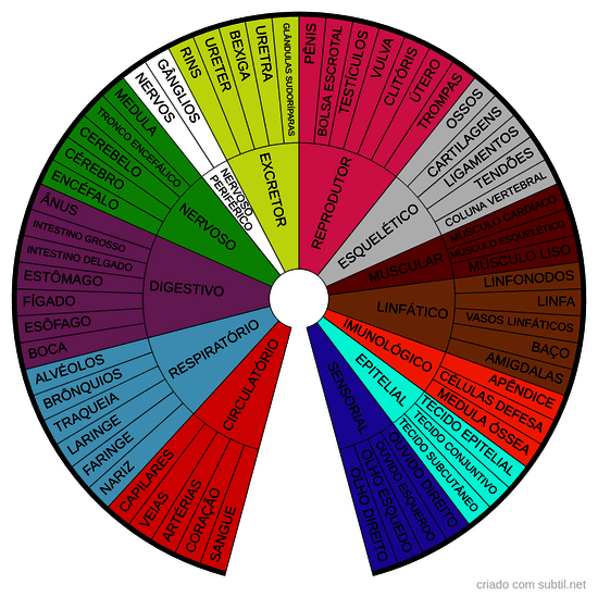 Órgaos e sistemas