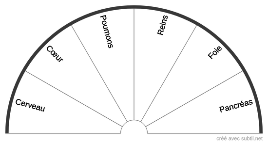 Biologie - Corps - Organes vitaux