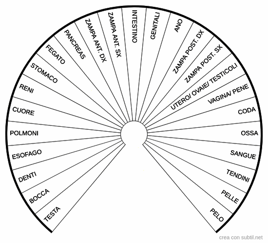 Anatomia del cane