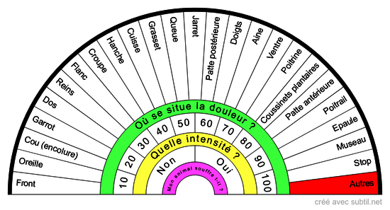 Anatomie Externe du CHAT et CHATTE