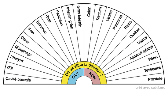 Anatomie interne du cheval