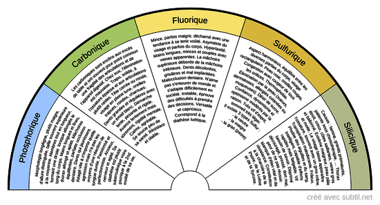 Les constitutions homéopathiques (ou typologies)