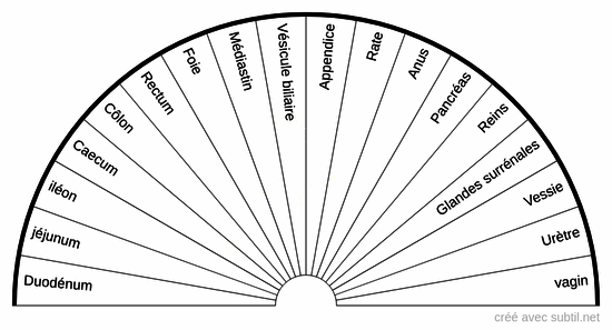 Organes du corps humain 3