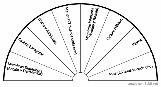 Esqueleto apendicular (extremidades)