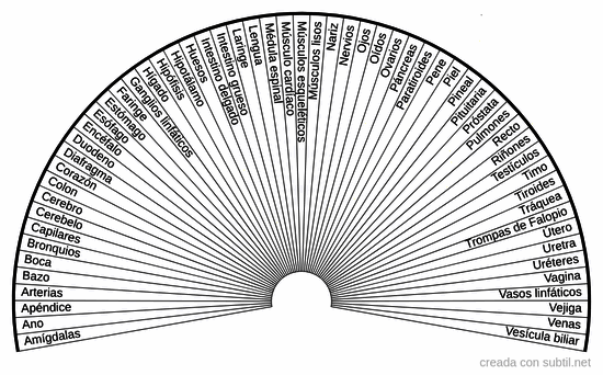 Órganos del cuerpo humano