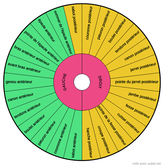 Anatomie externe du cheval