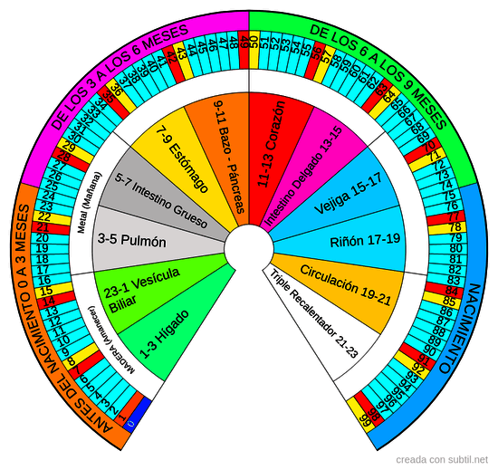 Ciclos de vida