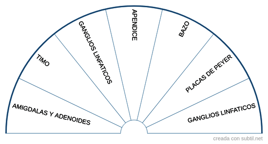 Sistema inmunologico