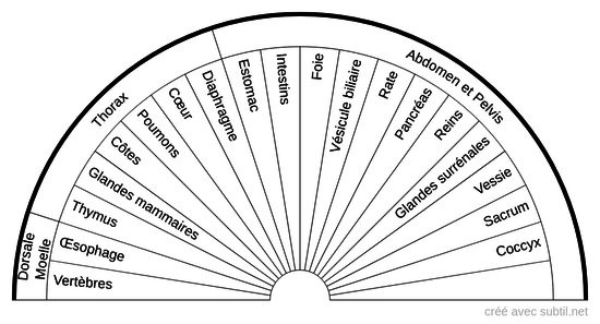 Organes à soigner 1