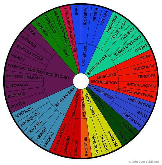 Órgaos e sistemas