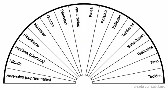 Glándulas del cuerpo humano