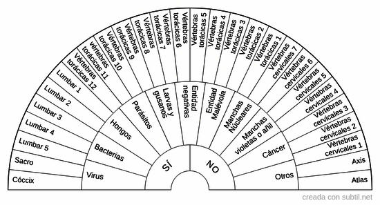 Chequeando las vertebras