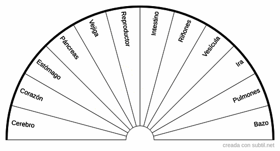 Organos del cuerpo