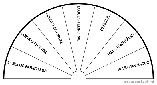 Partes del cerebro