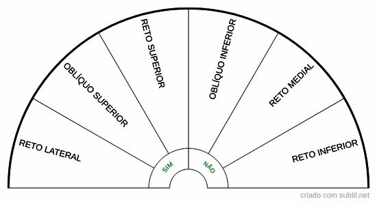 Músculos extrínsecos do olho direito