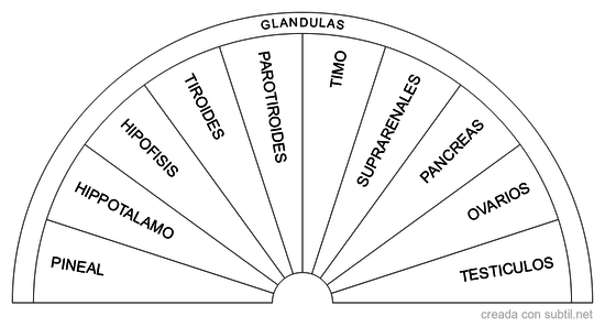 Glandulas