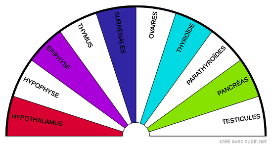 Le système endocrinien