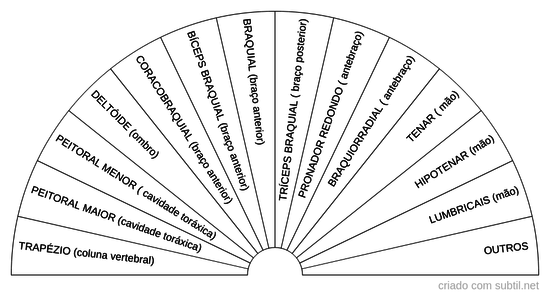 Músculos dos Membros Superiores 