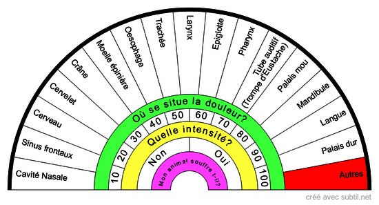 Anatomie de la tête du CHAT