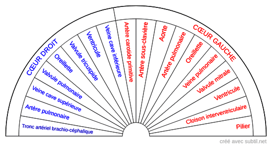 Le système cardiologique