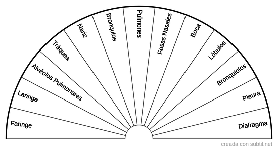 Sistema respiratorio 