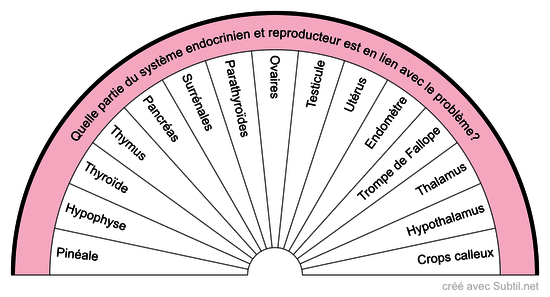 Système endocrinien et reproducteur